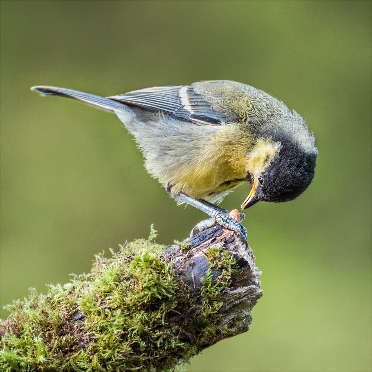Great tit Pulling a Grub - Version 2