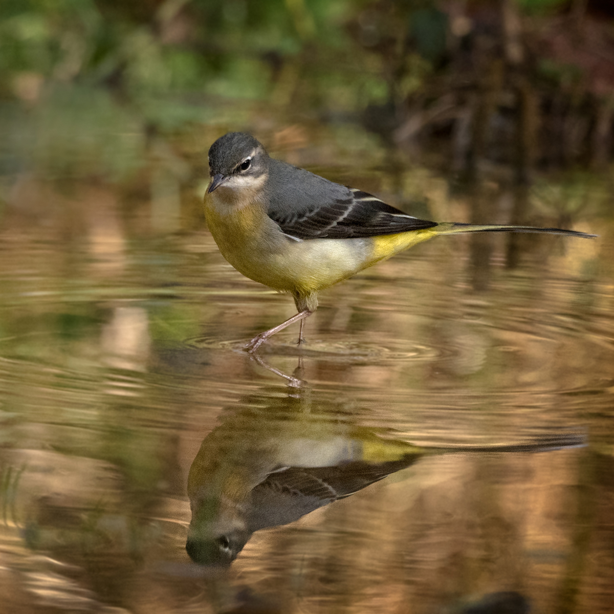 Grey Wagtail Reflections