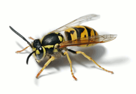 We will destroy and kill your wasps nest. Doncaster Wasp Control and the surrounding areas. Wasps are dangerous and will attack you and should only be tackled by a Professional Doncaster Wasp Controller. Donkill Pest Solutions. Wasps and Hornets.