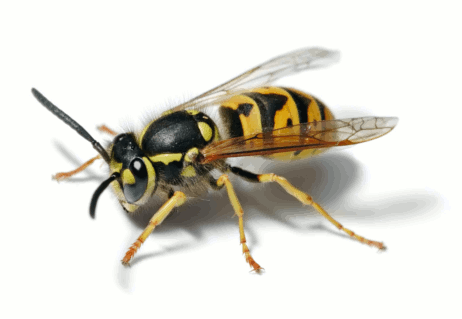 We will destroy and kill your wasps nest.  Doncaster Wasp Control and the surrounding areas.  Wasps are dangerous and will attack you and should only be tackled by a Professional Doncaster Wasp Controller.  Donkill Pest Solutions.  Wasps and Hornets.