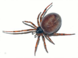 Toxic false widow spiders in Sutton: Nursery calls pest control