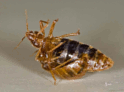 Bedbugs Infest Manhattan Office, California Theater, NY Subway: What To Do