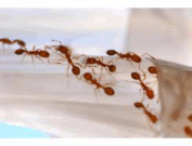 Pharoah Ant Control in Doncaster. If you see Ants call Donkill Pest Solutions for a Rapid Response. We remove all types of ants in Doncaster and Rotherham. Ants can cause food damage. Auckey Ant Control. Finningley Ant Treatment. Ant Controller Cantley