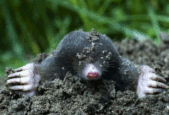 We only use Traditional Mole Trapping Methods.  We will remove your Moles for your land and offer a no mole no fee promise.  Mole hills will be a thing of the past.  We do not use Poisons to kill Moles.  Mole Trapper in Branton, Auckley and Cantley etc