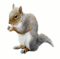 Squirrel Trapping Service. If you have Grey Squirrels in your Loft give us a call. We will trap your squirrel in a humane way. Grey Squirrels can cause damage to joists and other timber in your property. Squirrel Catcher in South Yorkshire. Donkill