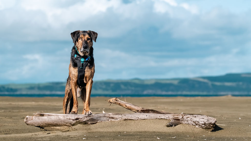A dog stands with his front paws up on a log