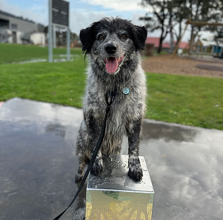 1. Meeko does Paws Up on his rainy day walk..jpg