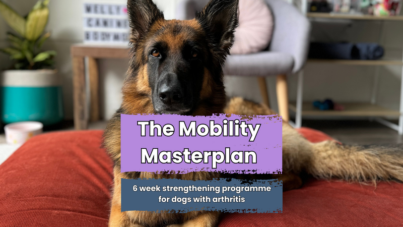 A german shepherd dog with 'The Mobility Masterplan - 6 week strengthening programme for dogs with arthritis' text