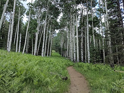grove of aspen trees