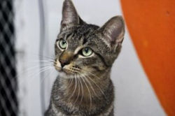 Chico