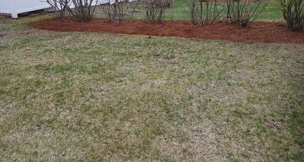 Mulched garden bed with yellow flowering shrubs and white fence