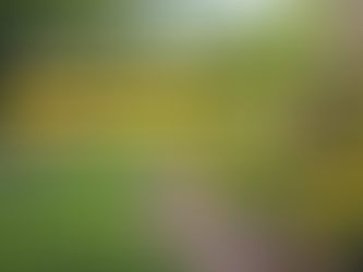 Landscaping Services That Elevate Your Property