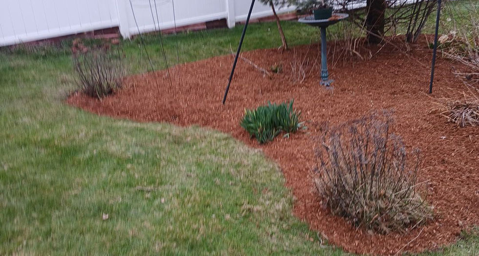 Freshly mulched garden bed with a tree and shrubs