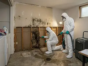 mold-remediation-mitigation.webp
