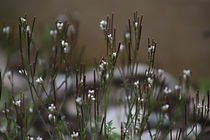 IMG_1382.JPG