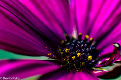 _DSC0348