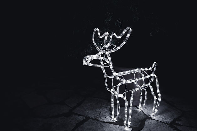 Reindeer