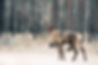 Reindeer_edited_edited.jpg