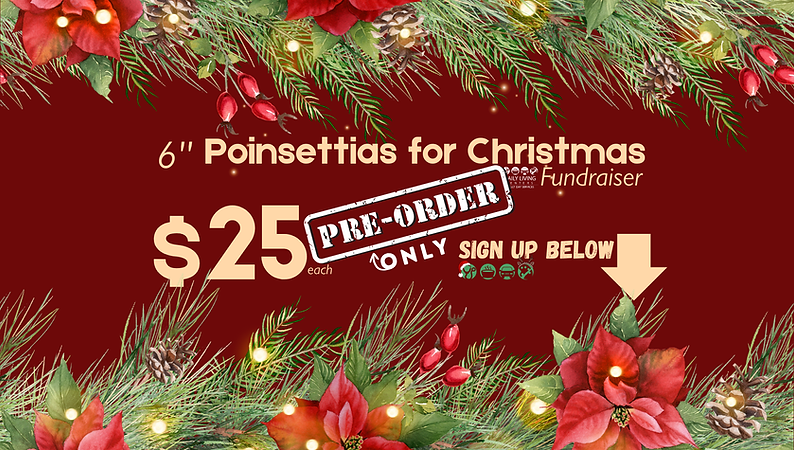 Poinsettias (15 x 8.5 in).png