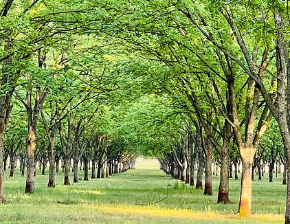 trees.jpg