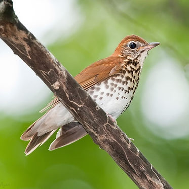 Wood thrush on a branch