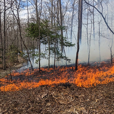 Flames spreading across a smoky forest