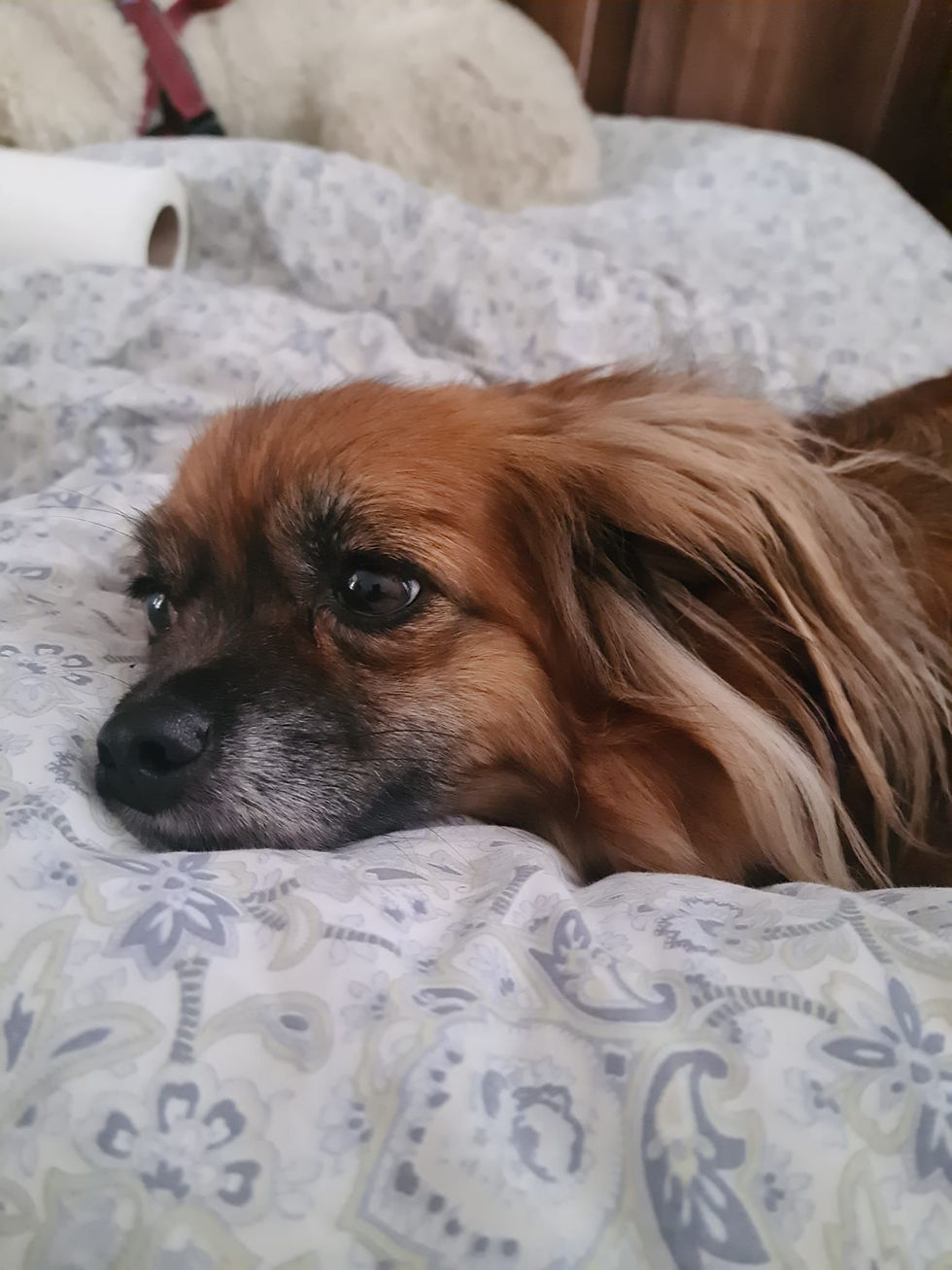 Joy the dog