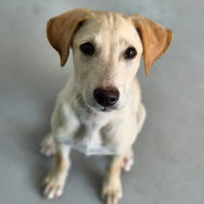 Puppy for adoption
