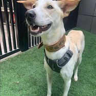Friendly girl dog for adoption