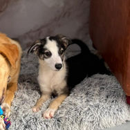 Showstopper puppy for adoption