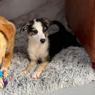 Showstopper puppy for adoption