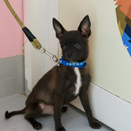 Italian Greyhound puppy for adoption