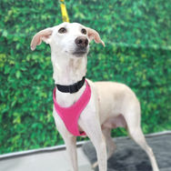 Sweet dog for adoption