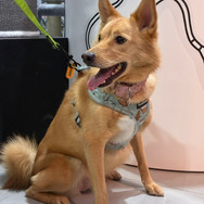 Floof for adoption