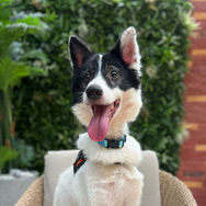 Border collie for adoption