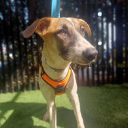 Quiet puppy seeks home