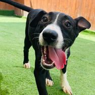 New puppy for adoption!