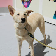 Clever puppy for adoption