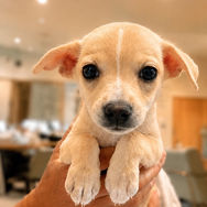 Italian Chiggi for adoption
