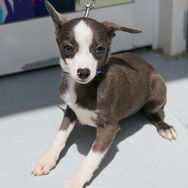 Italian Greyhound x chihuahua puppy