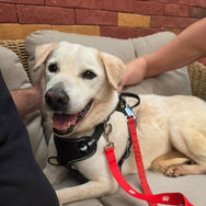 Senior labrador mix