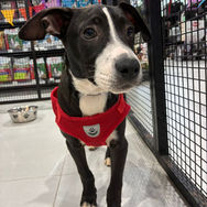 New puppy for adoption