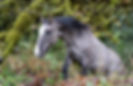 Rewilding.jpg