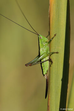 Langflüglige_Schwertschrecke_Conocephalus_fuscus_1.jpg
