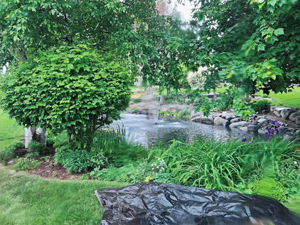 Pond, Farm, Flowers, Landscaping,Koi,Lotus, Ponds, Water Features, Swim Pond, Fountain, Pond Contractor, BackYard, Water, Wellness