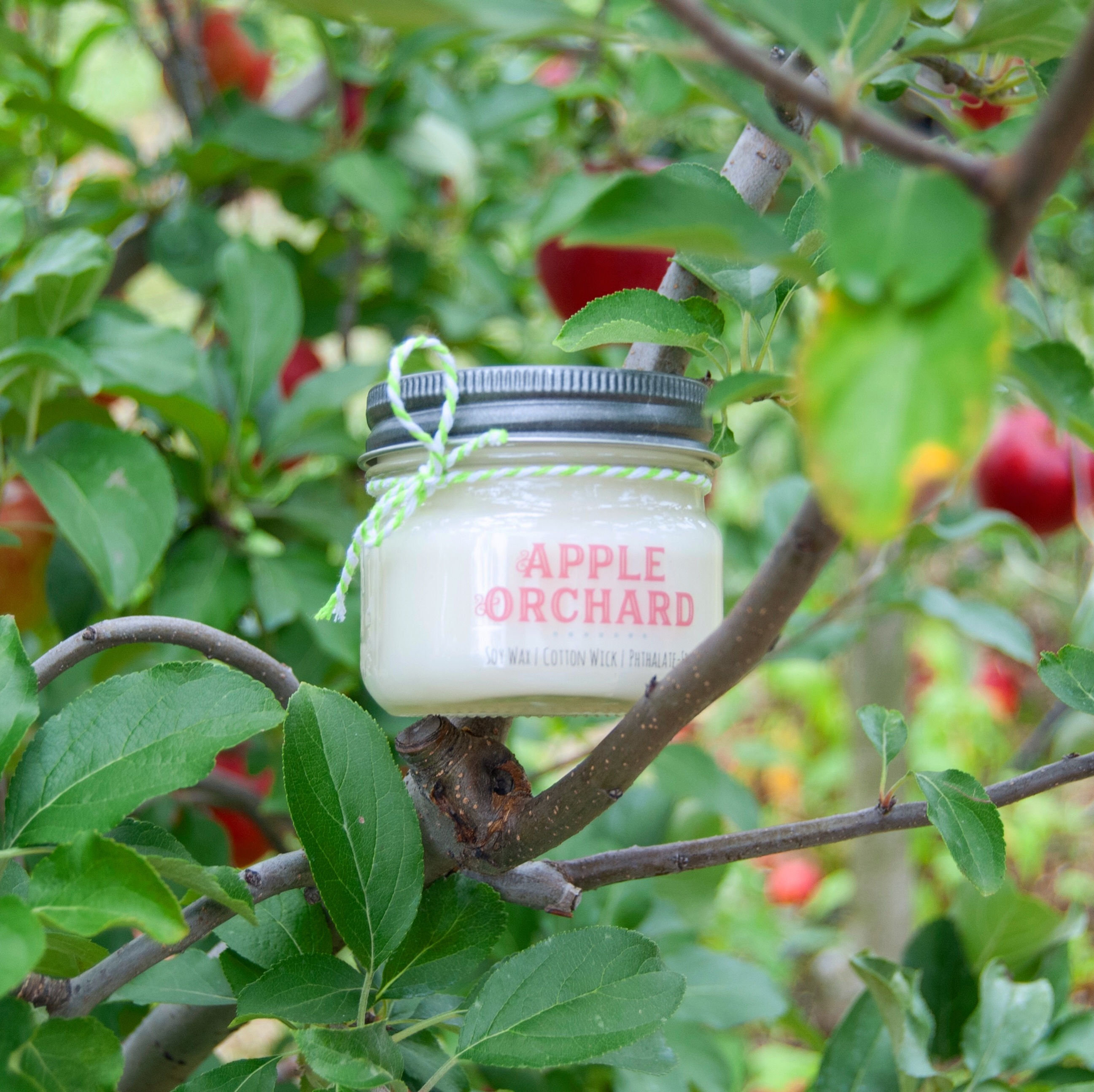 Apple Orchard