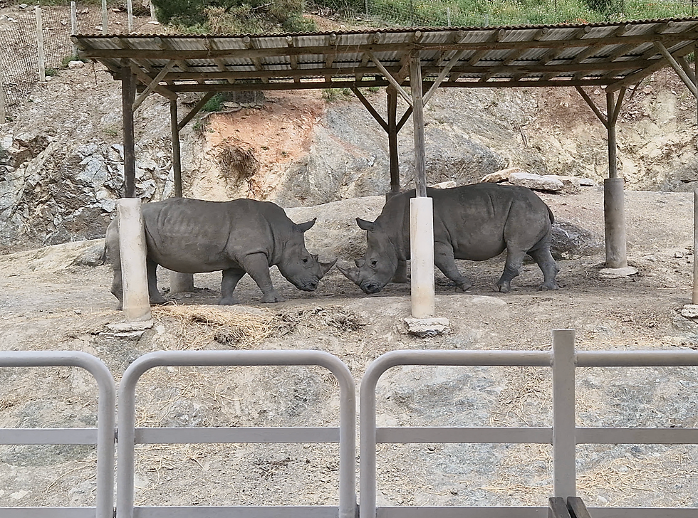 2 rhinos about the play fight during our safari tour at selwo aventura
