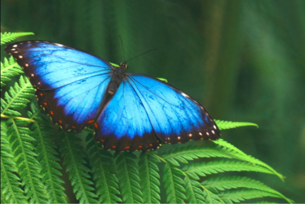 5 Steps to Forgive the Unforgiveable
blue butterfly
Moringa Sagrada