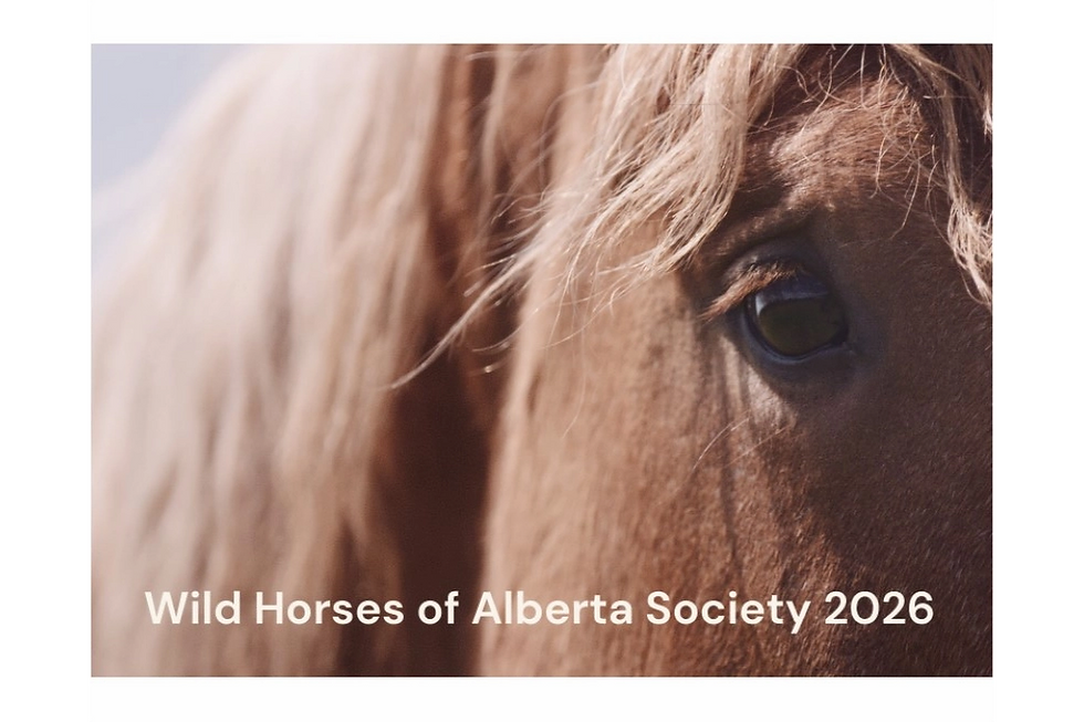 2026 Wild Horse of Alberta Calendar