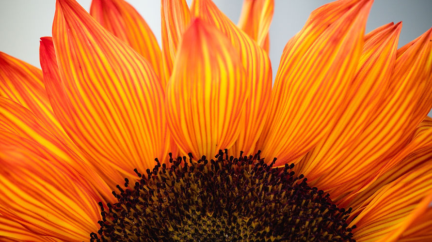 sunflower orange rosie-kerr-DoUUDaNwHJM-unsplash.jpg